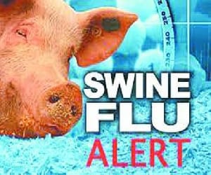 Two suspected cases of swine flu found